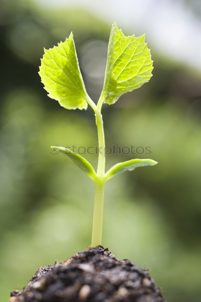 Similar – Jalapeno Gemüse Frucht