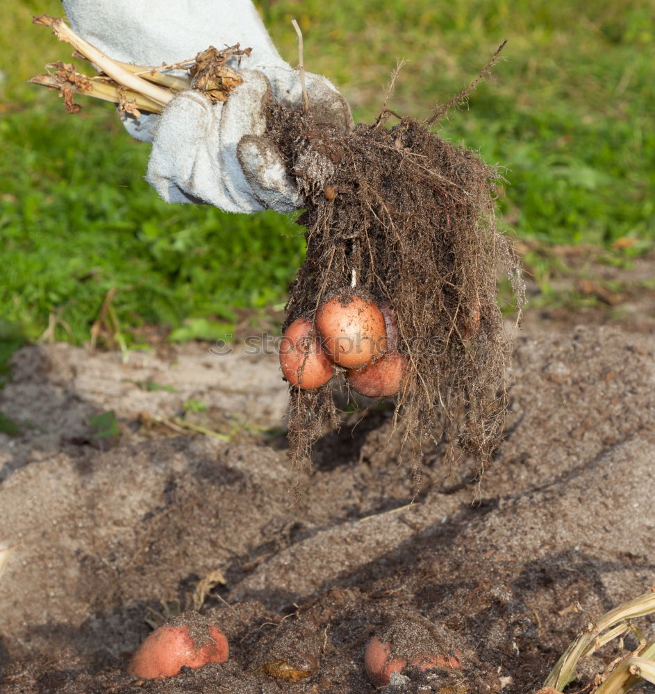 Similar – harvest time Food