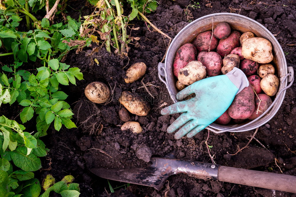 Similar – Planting potatoes