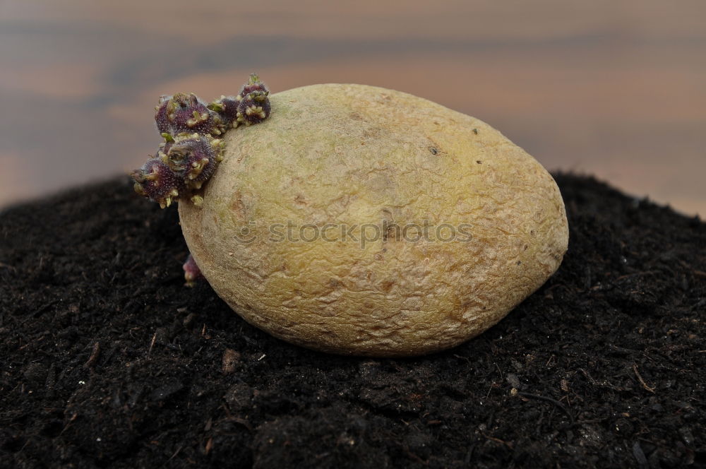 Similar – Image, Stock Photo avocado Food Fruit