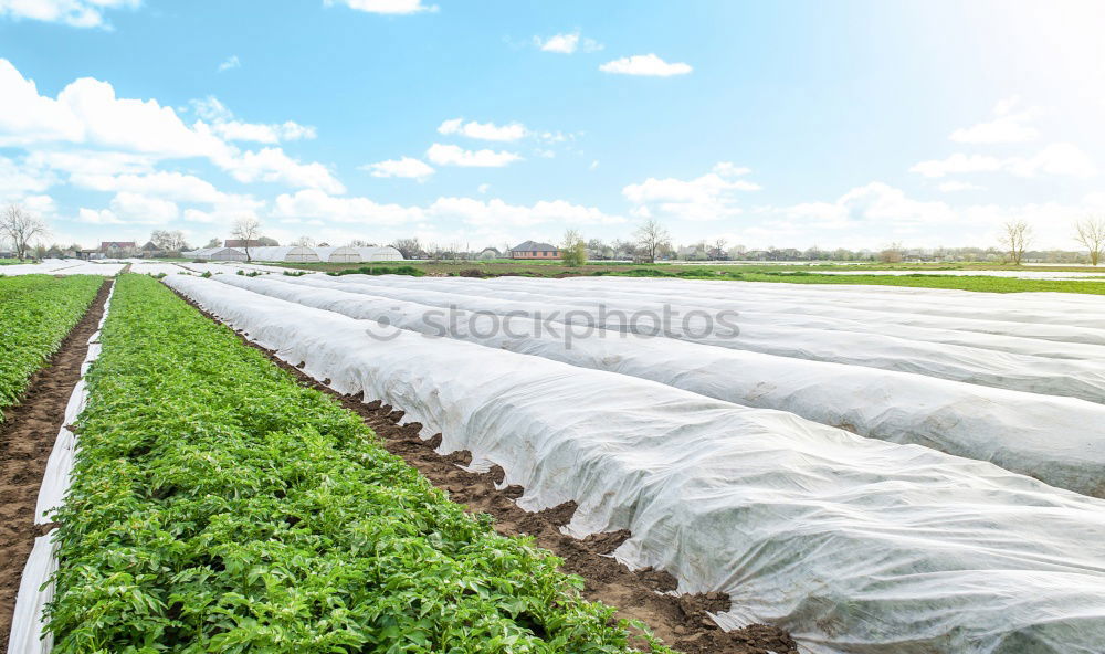 Similar – Strawberries in green house.