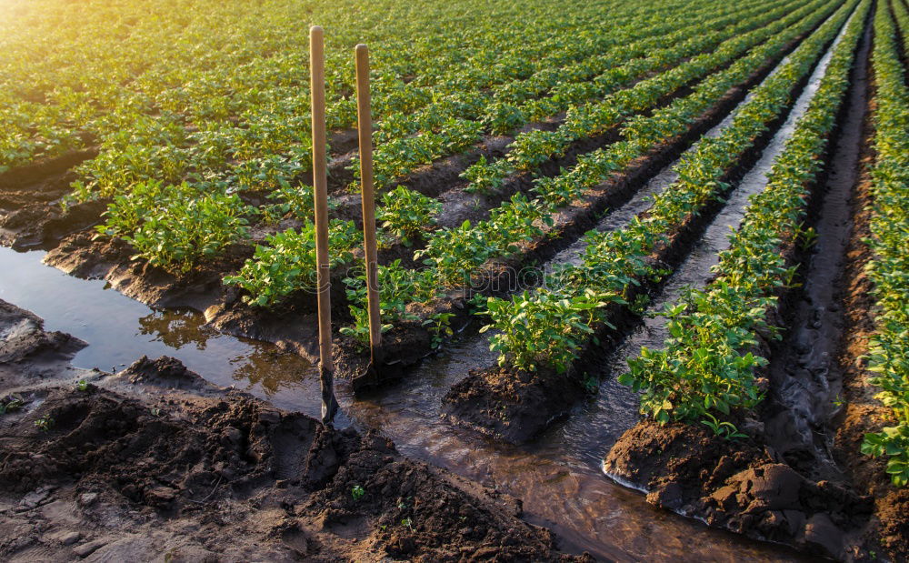 Similar – Image, Stock Photo Plantation of young eggplant seedlings is watered through irrigation canals. European farm, farming. Caring for plants, growing food. Agriculture and agribusiness. Agronomy. Rural countryside