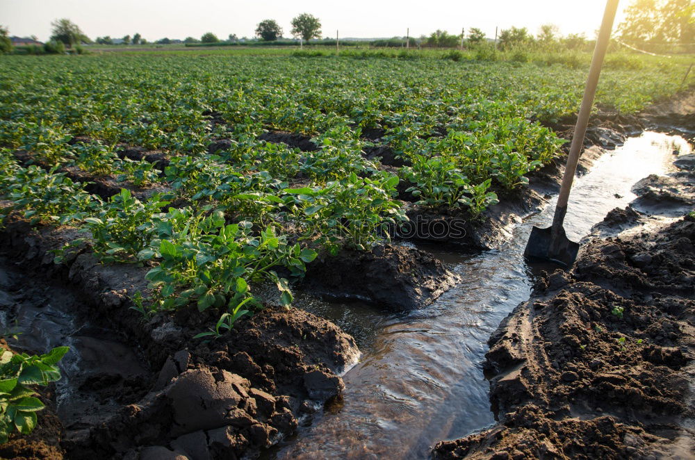 Similar – Image, Stock Photo Plantation of young eggplant seedlings is watered through irrigation canals. European farm, farming. Caring for plants, growing food. Agriculture and agribusiness. Agronomy. Rural countryside