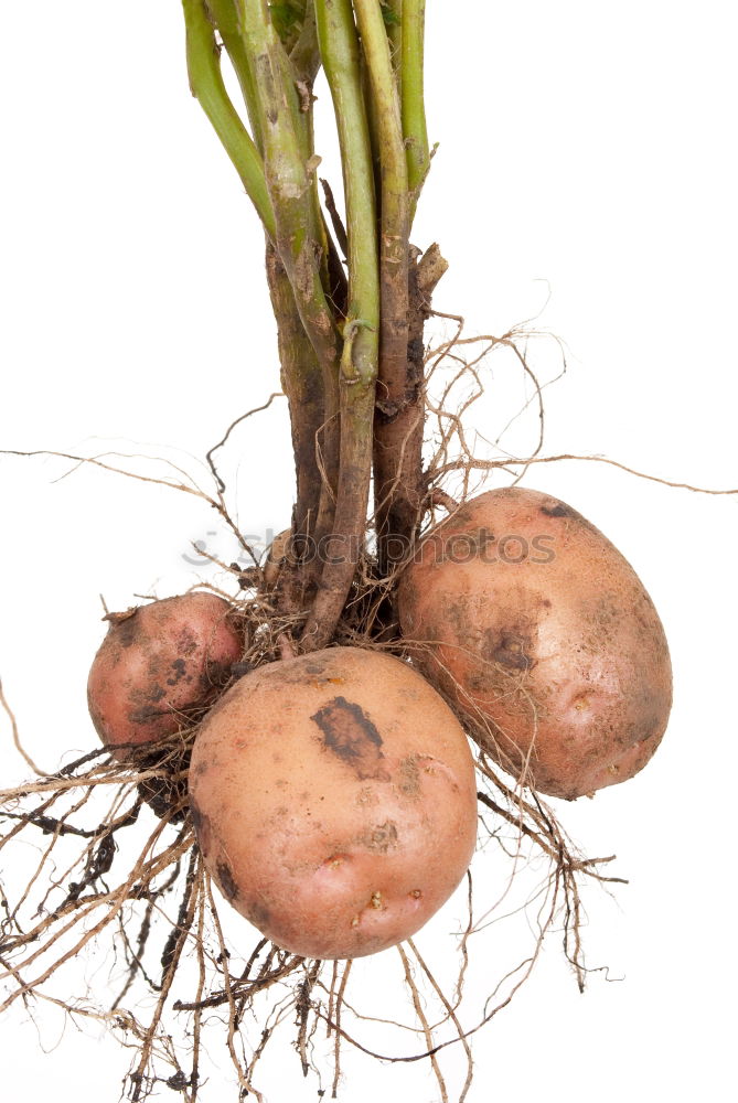 Similar – Image, Stock Photo Collect potatoes Vegetable