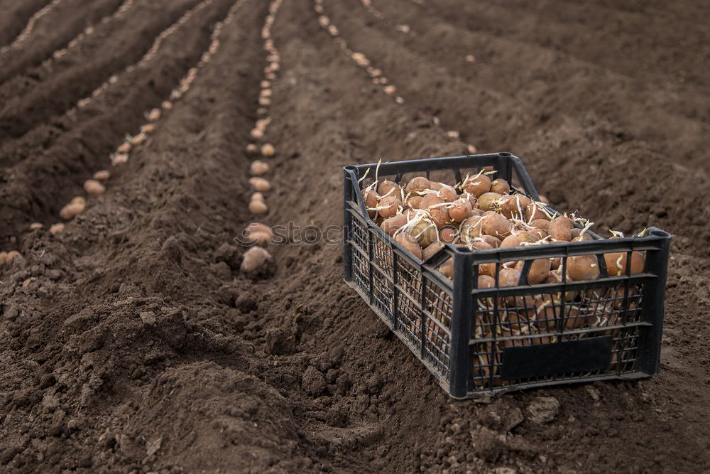 Similar – Planting potatoes in small bio garden