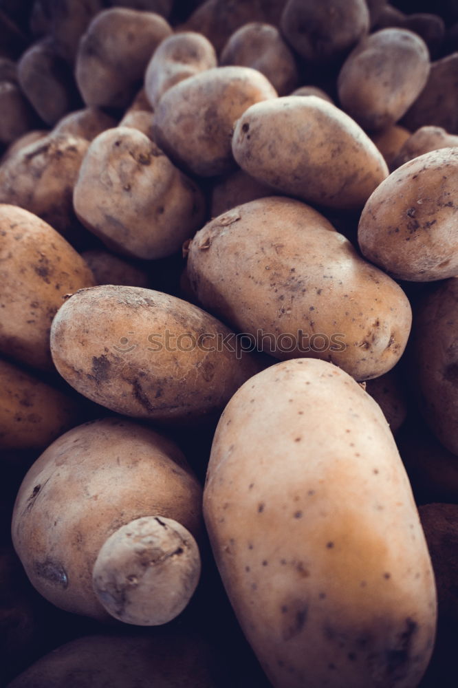 Planting potatoes