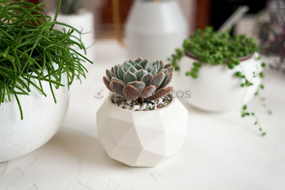 Similar – Image, Stock Photo windowsill