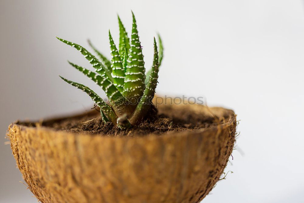 Similar – Image, Stock Photo Growth I Nature Plant