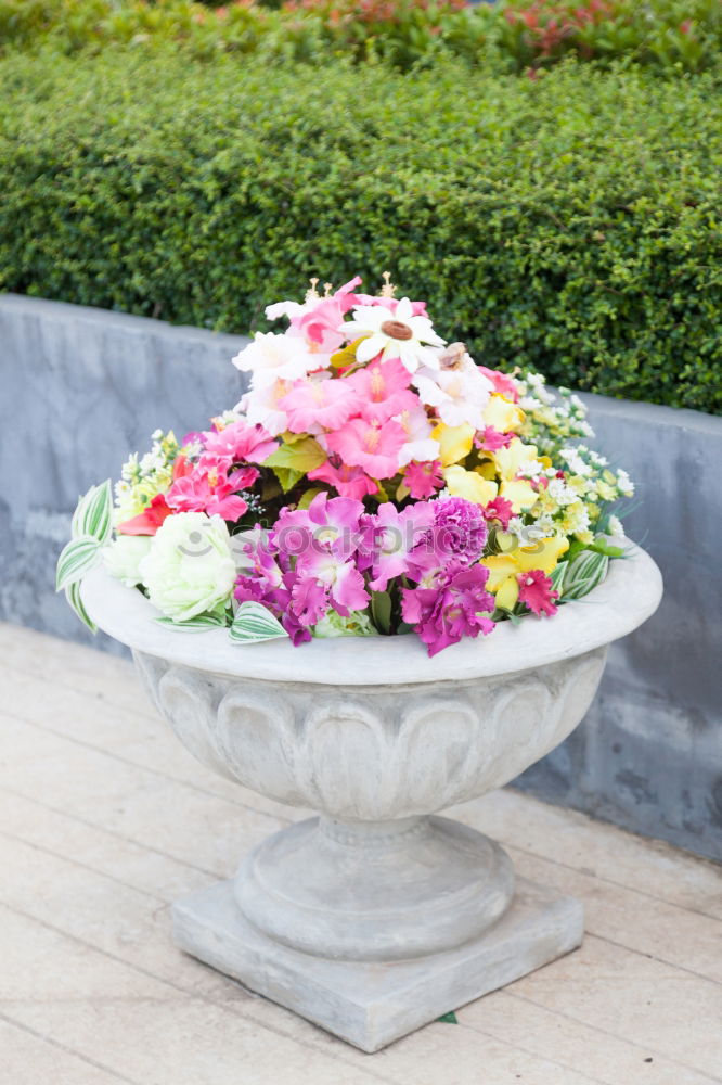 Similar – Image, Stock Photo flowers Wood Basket Flower