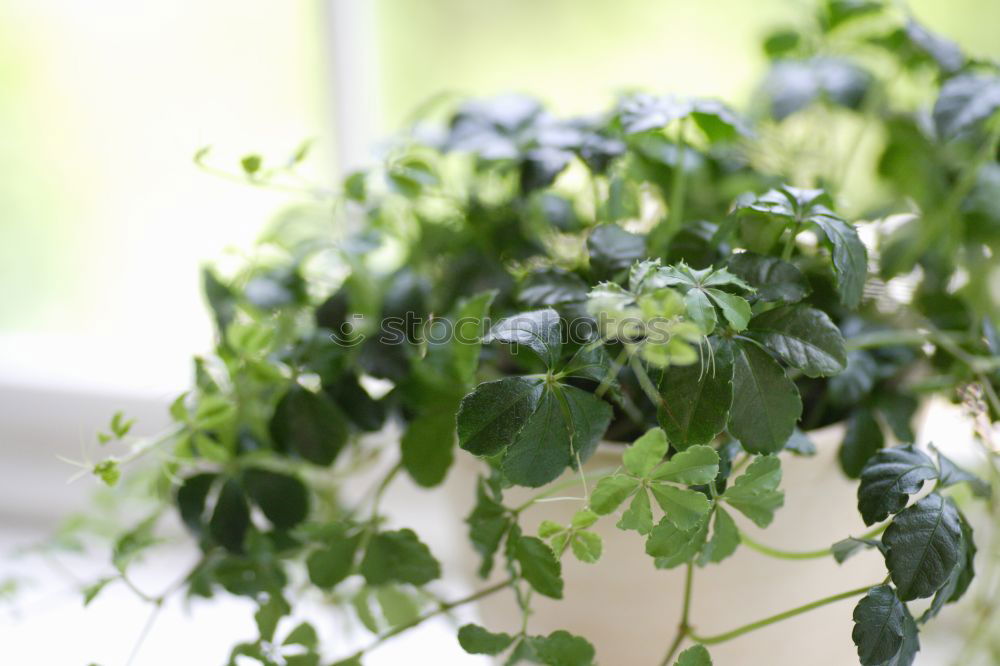 Similar – Image, Stock Photo Green plants in the windowsill