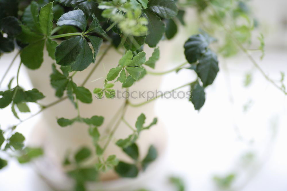 Similar – Image, Stock Photo Green plants in the windowsill