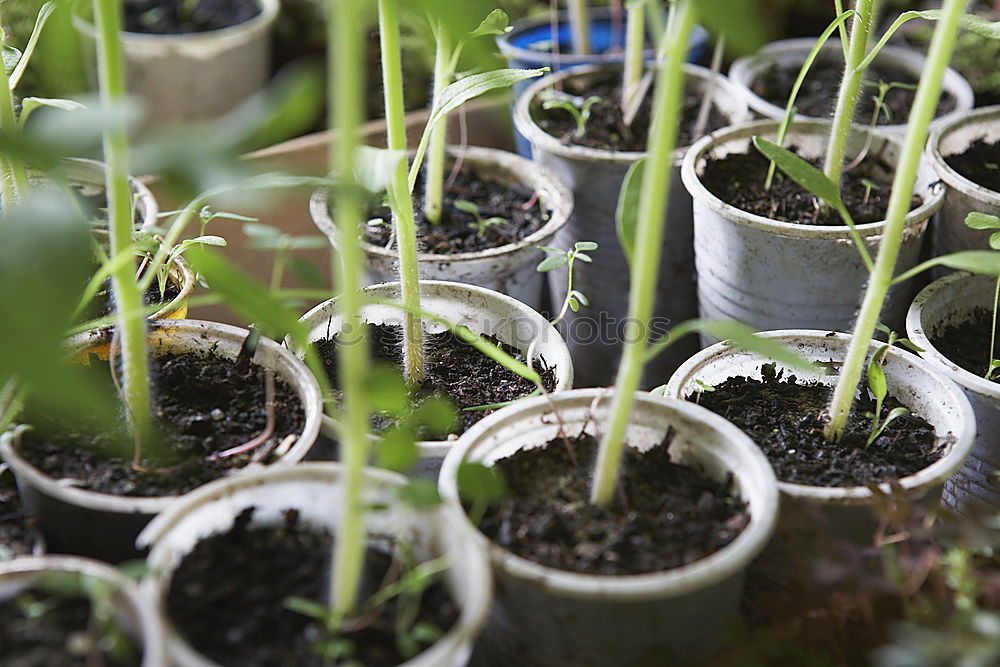 Similar – Image, Stock Photo Beetroot plant in an earthen pot in a raised bed between small salad plants