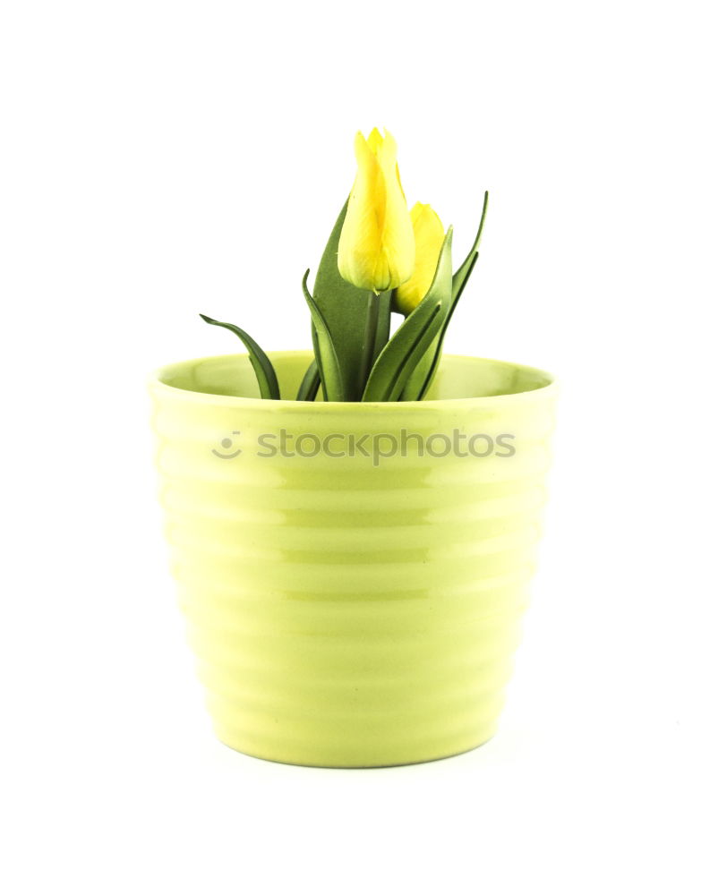 Image, Stock Photo Spring in the coffee cup