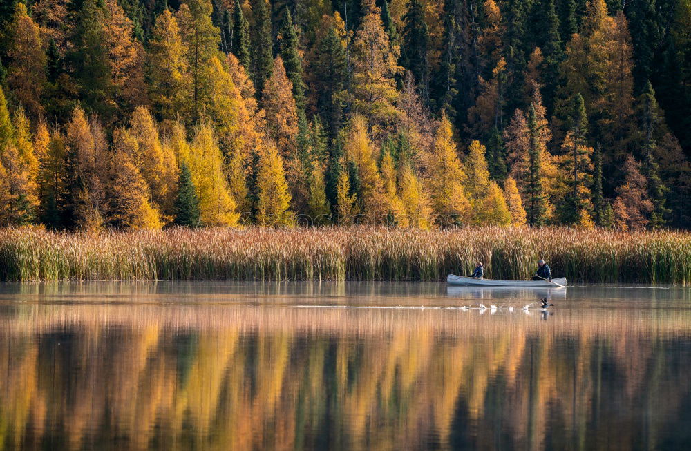 Similar – Indian Summer im Frankenwald