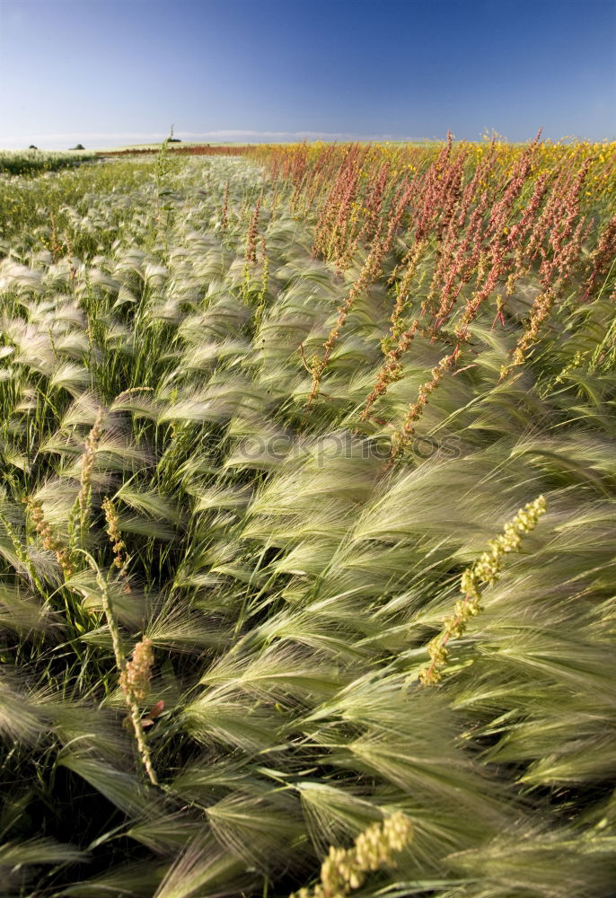 Image, Stock Photo the marshmallow plantation