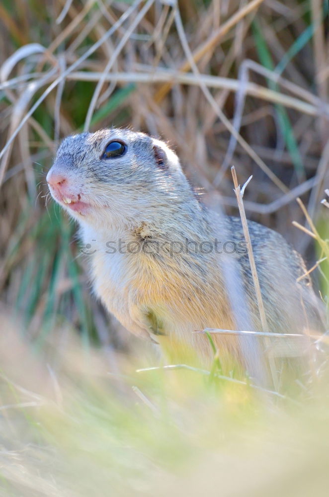 Similar – Image, Stock Photo mouse Nature Animal Pet