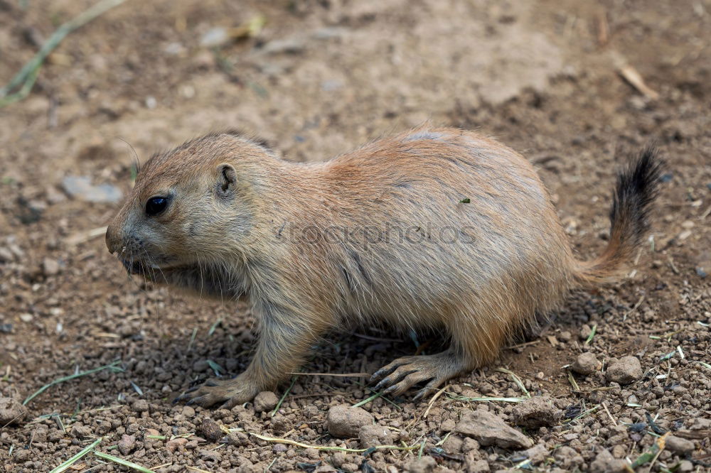 wild boars Nature Animal