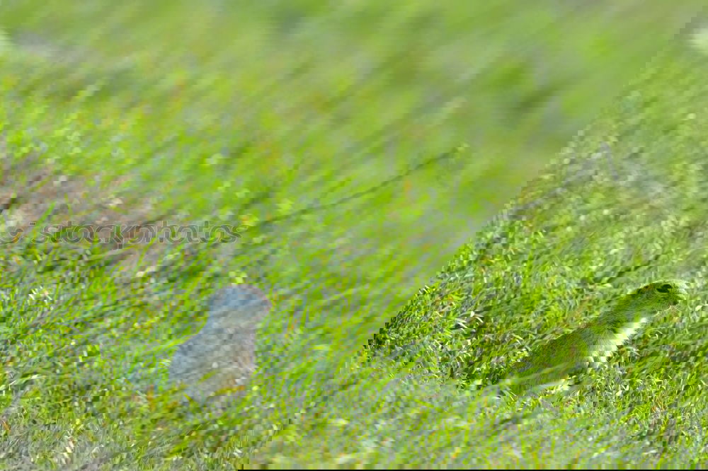 Similar – Foto Bild Siesta Umwelt Natur