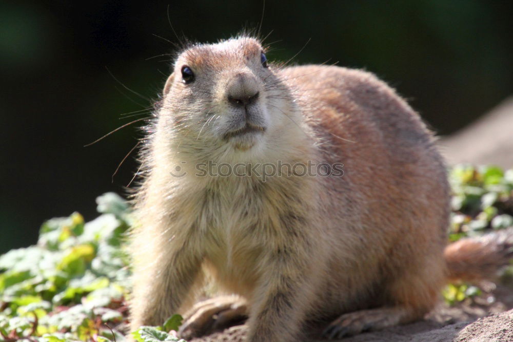 Similar – Image, Stock Photo RATatouille II Nature