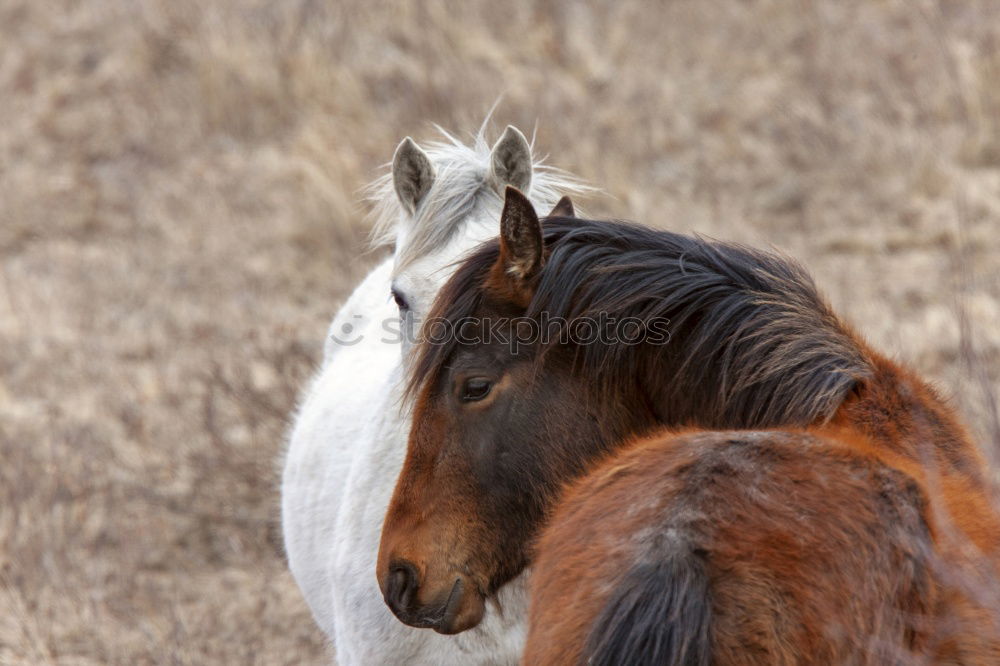 Similar – Celestine Horse Animal