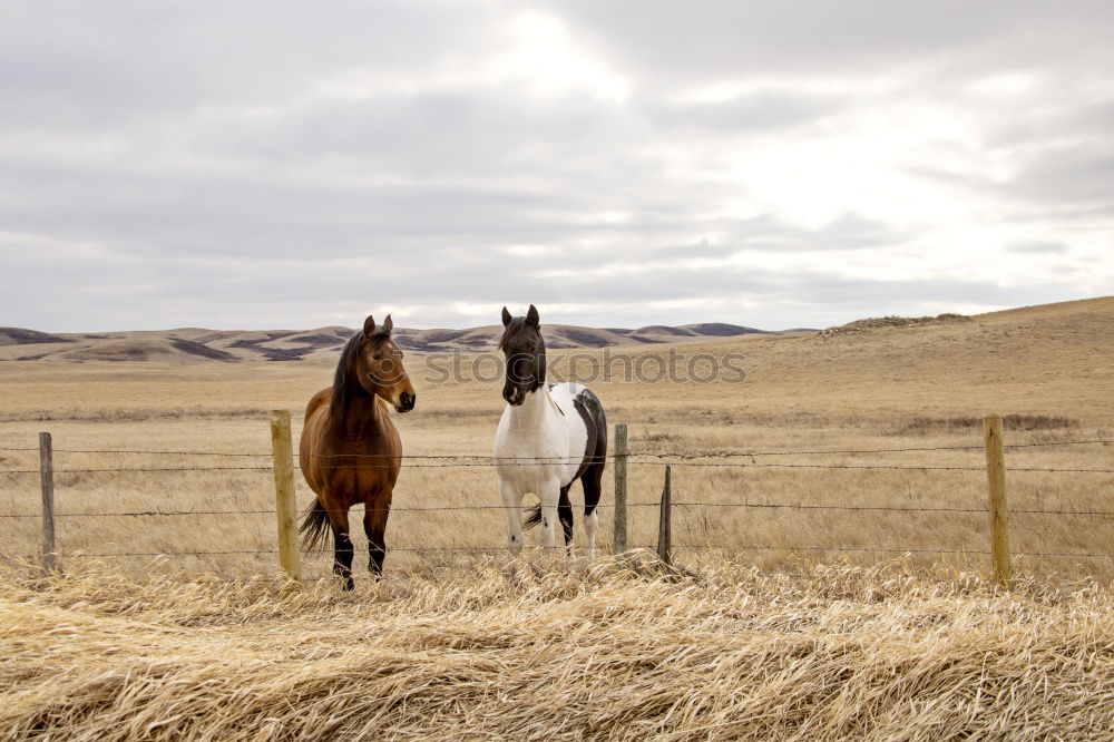 Similar – Landscape of horses on the grasslands