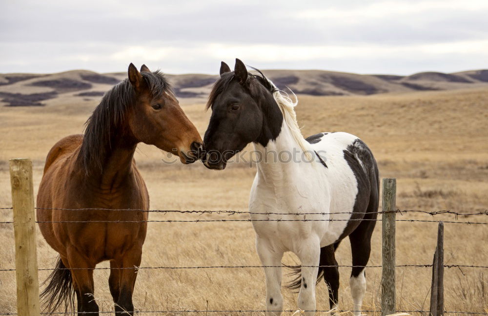 Similar – Image, Stock Photo Icelandic horses Horse