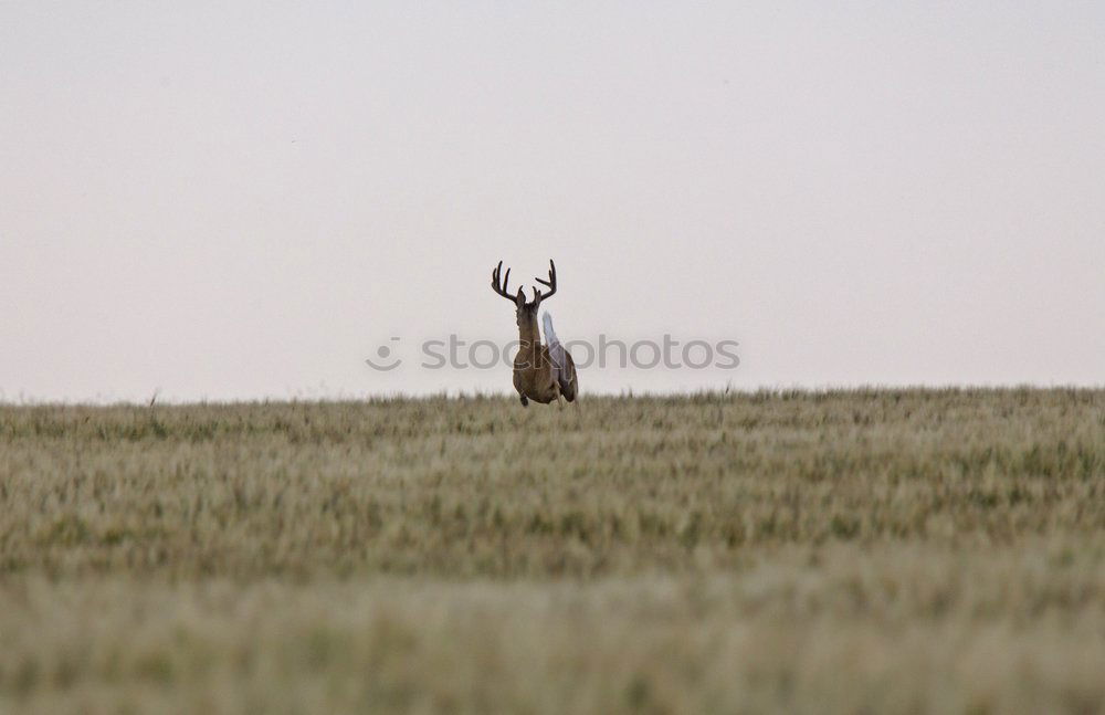 Similar – and daily the stag greets