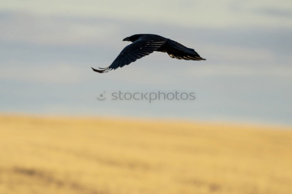 Foto Bild abflug Umwelt Natur