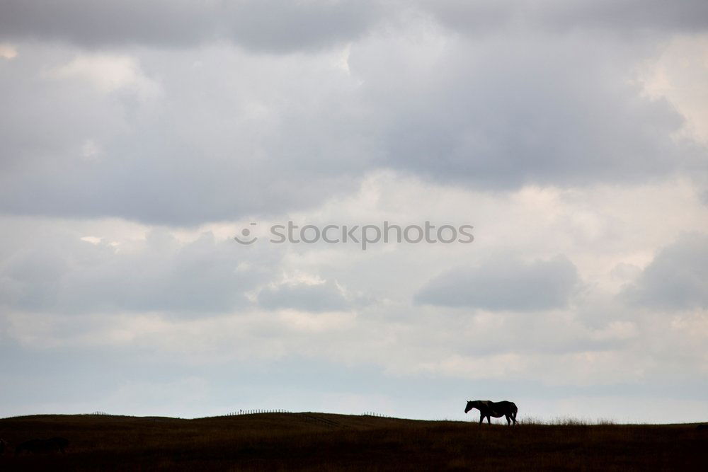 Similar – Image, Stock Photo wildebeest Safari Sand Sky