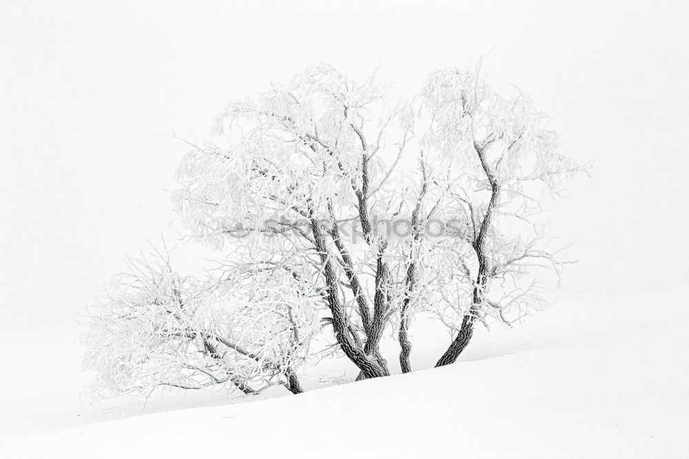 Similar – Image, Stock Photo all alone Winter Nature