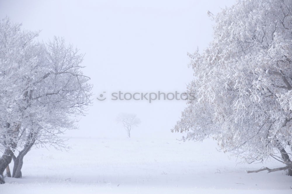 Similar – Ice tree horizontal Tree