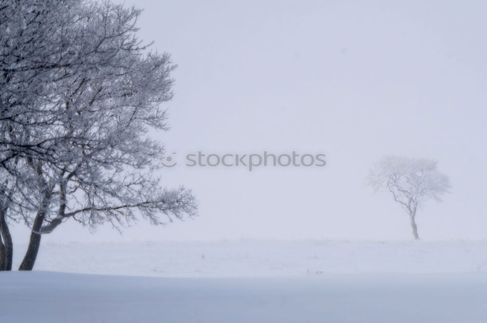 Similar – Sacrow Lake Pond Water