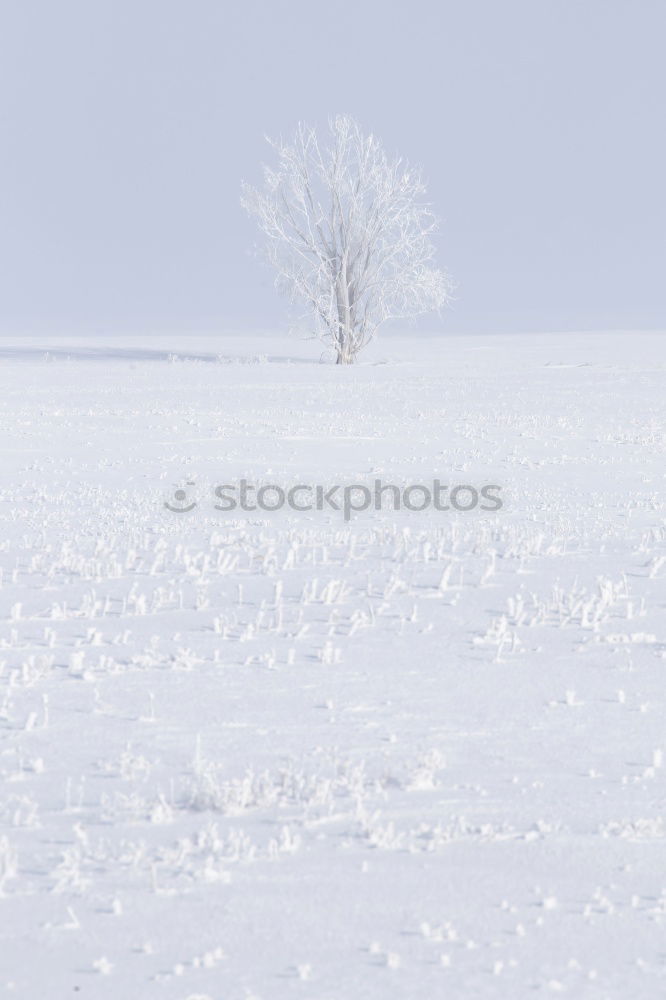 Similar – dream tree Sky Clouds