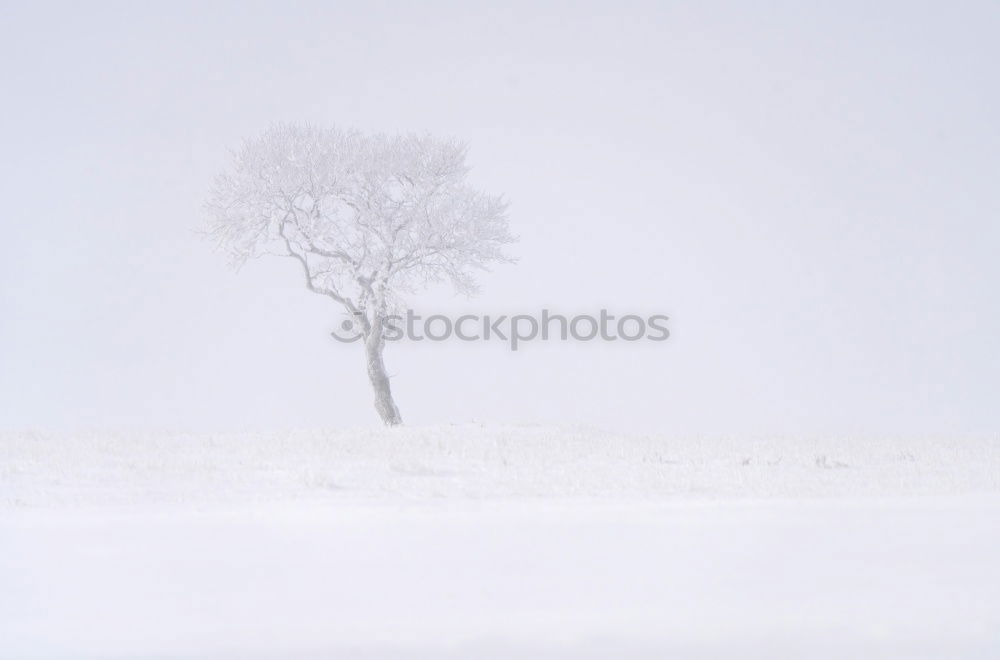 Similar – Winter landscape | gray in gray