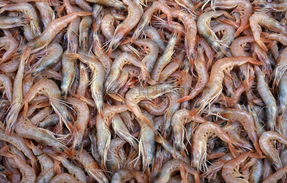 Similar – Image, Stock Photo prawns Food Seafood