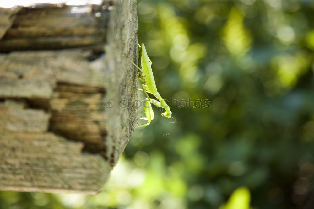 Similar – Image, Stock Photo caterpillar insatiable