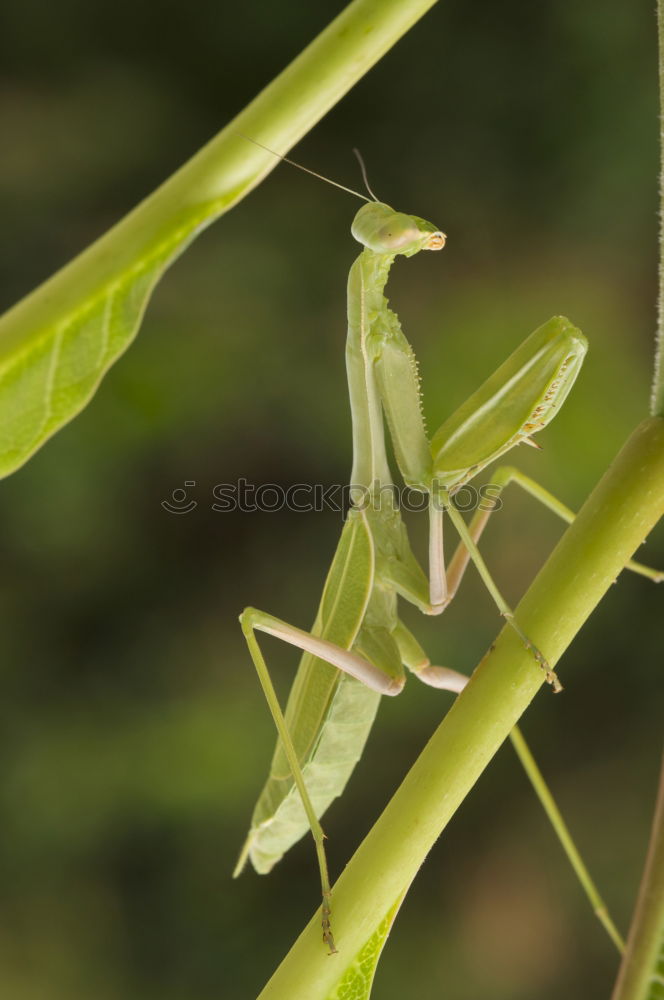 Similar – Macro of a small brown grasshopper