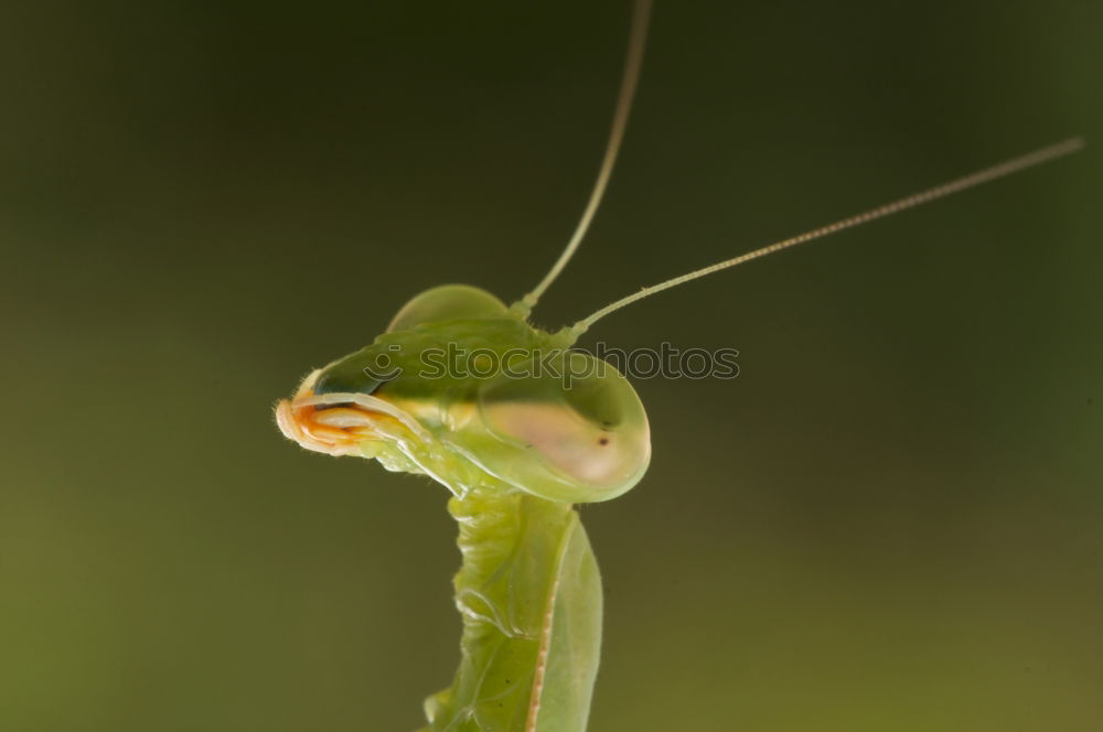 Similar – Image, Stock Photo Podarcis muralis 2 Lizards