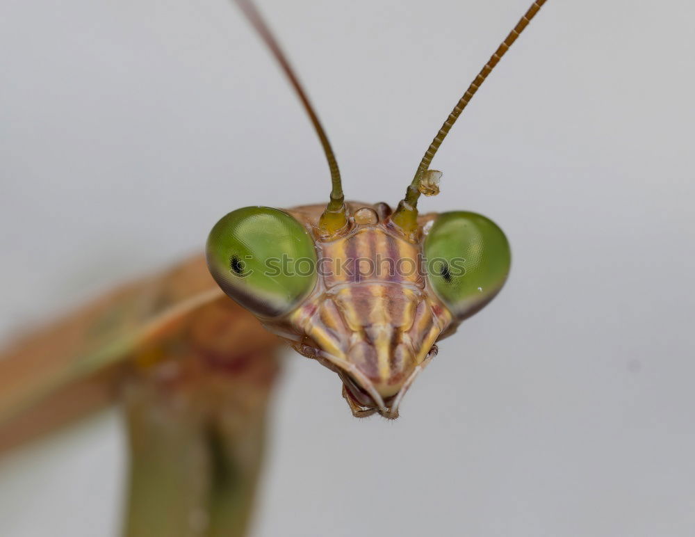 Similar – Hyla arborea Nature Animal