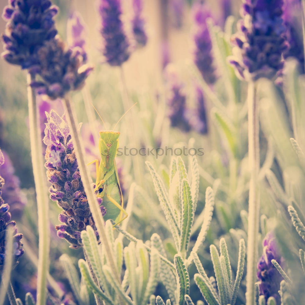 Similar – lavender_02 Lavender