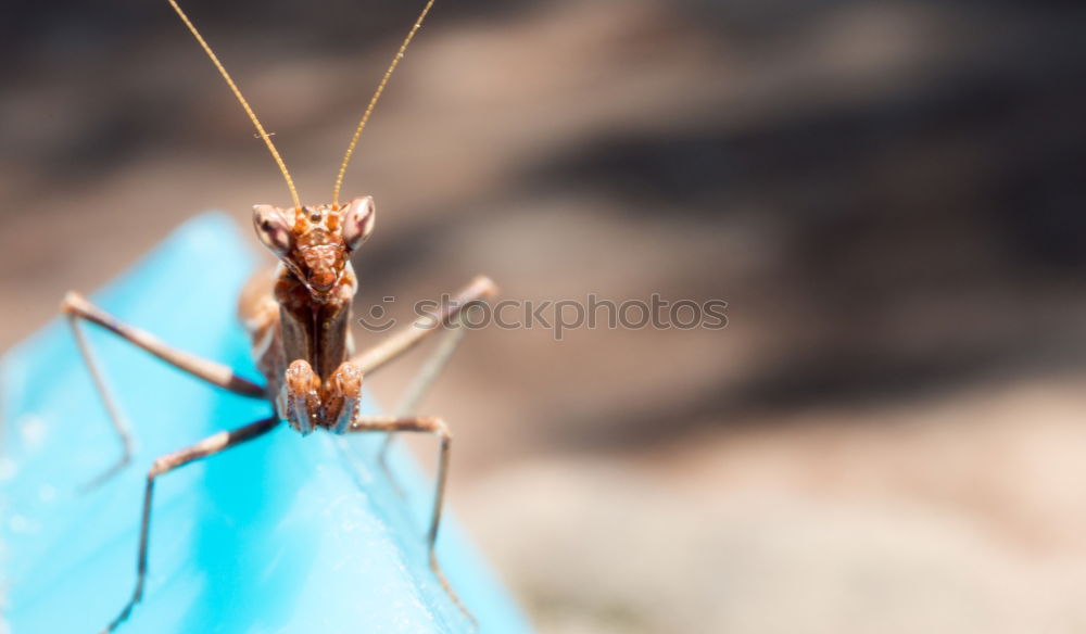 Similar – Dragonfly sunbathing