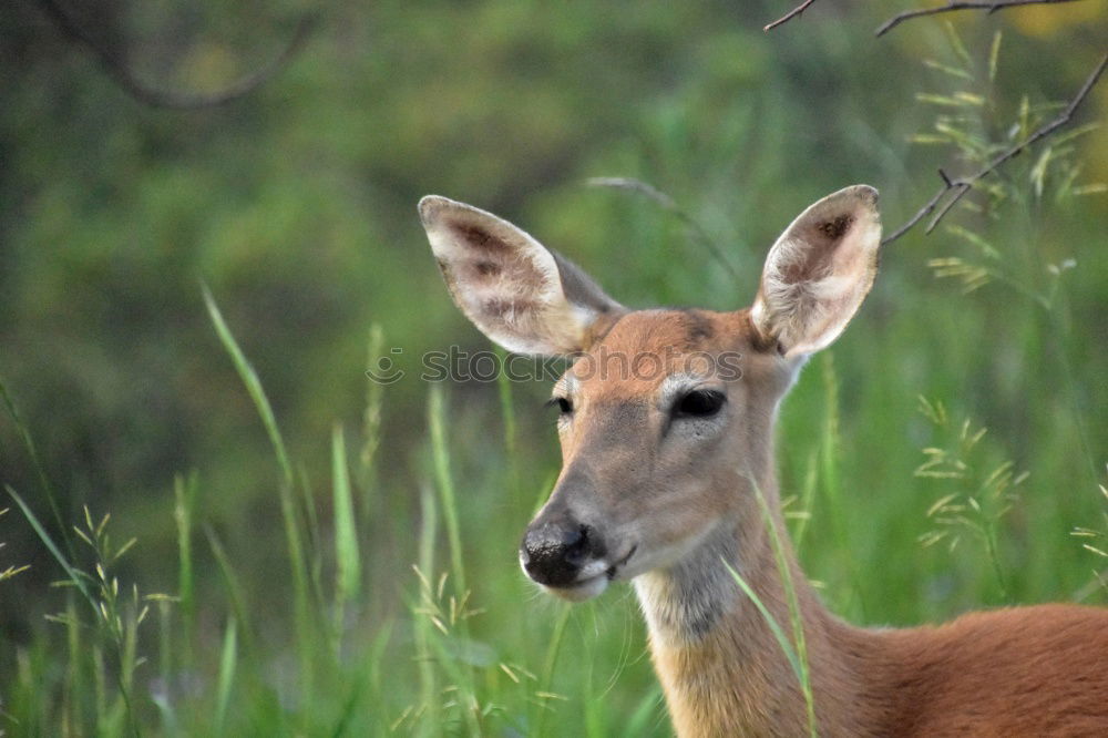 Similar – Bambi looks Environment