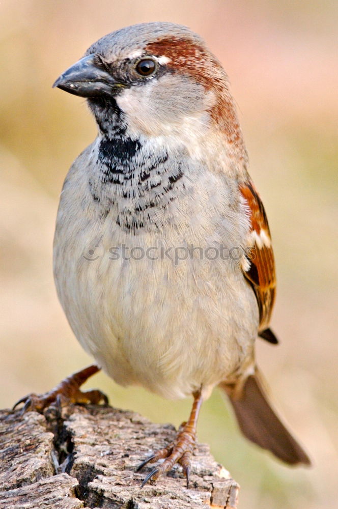 Similar – Image, Stock Photo garden bird on a stump