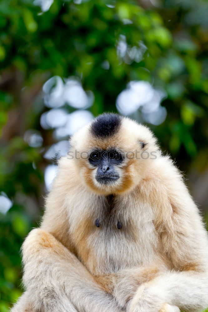 Similar – Black-Headed Spider Monkey (Ateles Fusciceps)