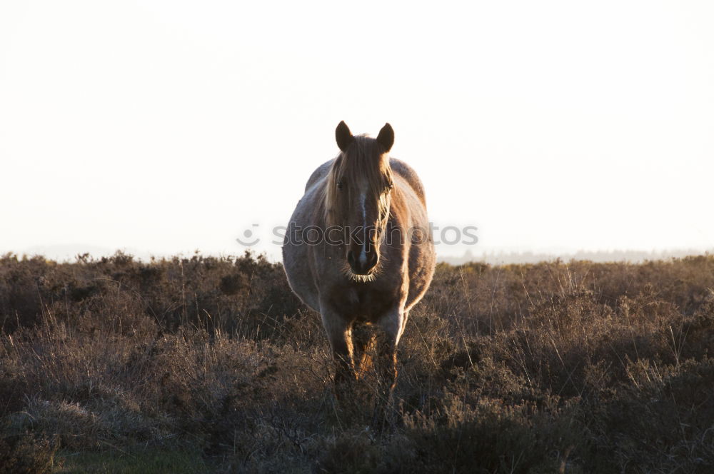 Similar – Image, Stock Photo Recently in the Ghost Forest