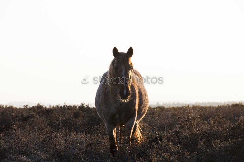 Similar – Image, Stock Photo silhouette Horse Black