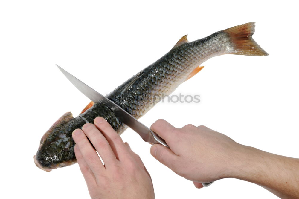 Similar – Foto Bild Fangfrisch Fisch