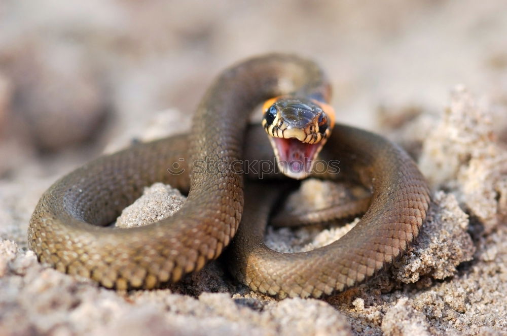 Similar – Vipera ammodytes showing its fangs