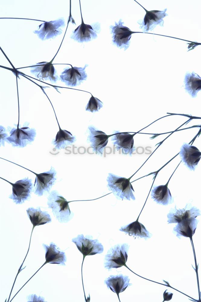 Similar – Image, Stock Photo ornamental egg Easter Hang