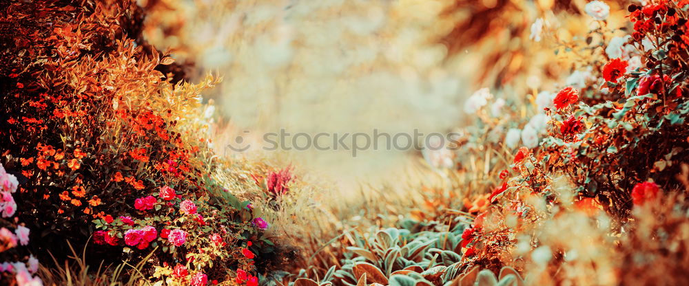 Similar – Image, Stock Photo Poppy gossip in spring